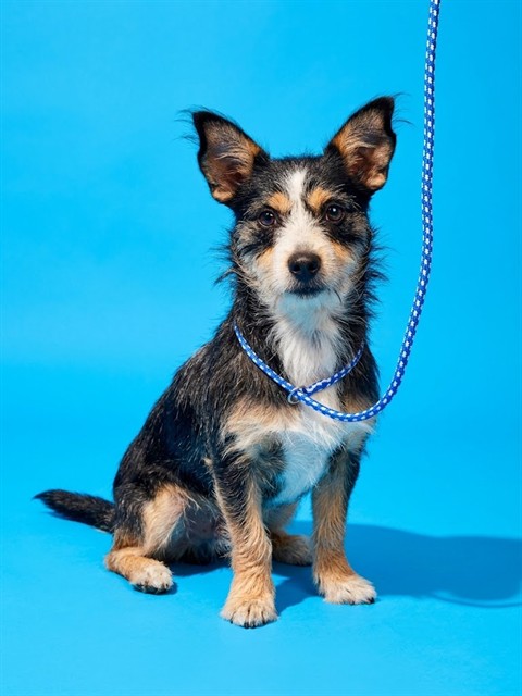 Shelter Stray Male Dog last seen LE BRUN DR, 2020 Forest St, Jacksonville, FL 32204, USA
