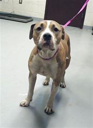 Shelter Stray Female Dog last seen , 4704 Corporation Dr, Fayetteville, NC 28306, USA