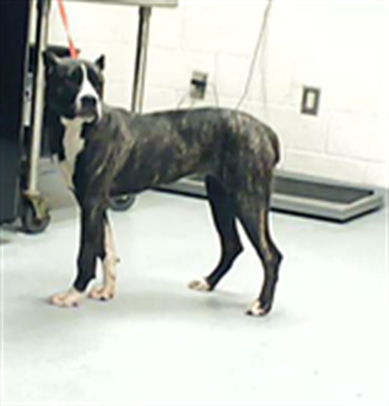 Shelter Stray Female Dog last seen Near BLOCK DAIRY DR, FAYETTEVILLE NC 28304, 4704 Corporation Dr, Fayetteville, NC 28306, USA