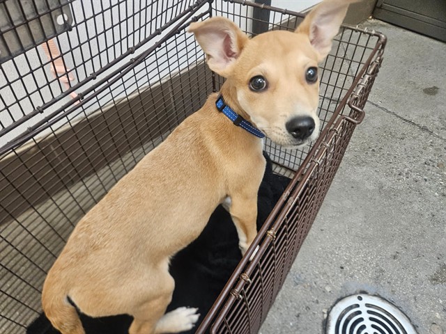 Shelter Stray Male Dog last seen , 4000 N Silverbell Rd, Tucson, AZ 85745, USA