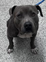 Shelter Stray Male Dog last seen Near BLOCK BESSEMORE ST, DETROIT MI 48213, 1431 E Ferry St, Detroit, MI 48211, USA