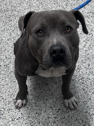 Shelter Stray Male Dog last seen Near BLOCK BESSEMORE ST, DETROIT MI 48213, 1431 E Ferry St, Detroit, MI 48211, USA