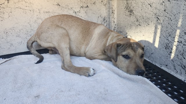 Shelter Stray Male Dog last seen Near BLOCK APPOLINE, DETROIT MI 48228, 1431 E Ferry St, Detroit, MI 48211, USA