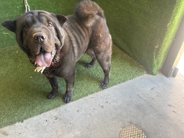 Shelter Stray Male Dog last seen , 5210 W Ave I, Lancaster, CA 93536, USA