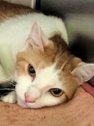 Shelter Stray Female Cat last seen , 1850 W 60th St, Los Angeles, CA 90047, USA