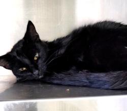 Shelter Stray Female Cat last seen , 1850 W 60th St, Los Angeles, CA 90047, USA