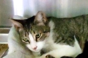 Shelter Stray Female Cat last seen , 1850 W 60th St, Los Angeles, CA 90047, USA