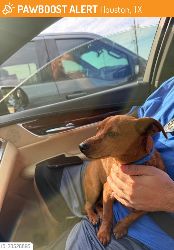 Found/Stray Male Dog last seen Near easy fwy Houston tx 77015, Houston, TX 77015