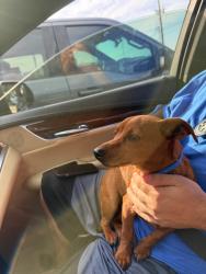 Found/Stray Male Dog last seen Near easy fwy Houston tx 77015, Houston, TX 77015