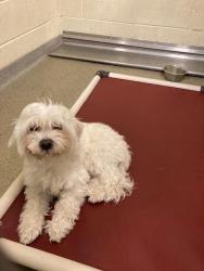 Shelter Stray Male Dog last seen Near BLOCK W CHULA DR, 4522 W 3500 S, West Valley City, UT 84120, USA