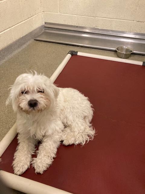 Shelter Stray Male Dog last seen Near BLOCK W CHULA DR, 4522 W 3500 S, West Valley City, UT 84120, USA