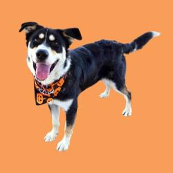 Shelter Stray Male Dog last seen Near BLOCK ORANGE ST, SHAFTER CA 93263, 3951 Fruitvale Ave, Bakersfield, CA 93308, USA