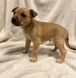 Shelter Stray Male Dog last seen , 38550 Sierra Hwy, Palmdale, CA 93550, USA