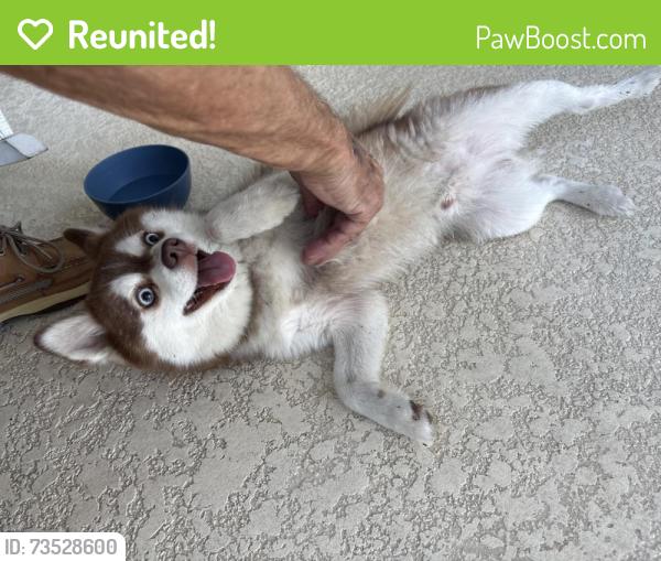 Reunited Male Dog last seen Regency and Bramblewood, Port Richey, FL 34653