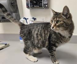 Shelter Stray Female Cat last seen MCELROY RD, 11232 B Ave, Auburn, CA 95603, USA