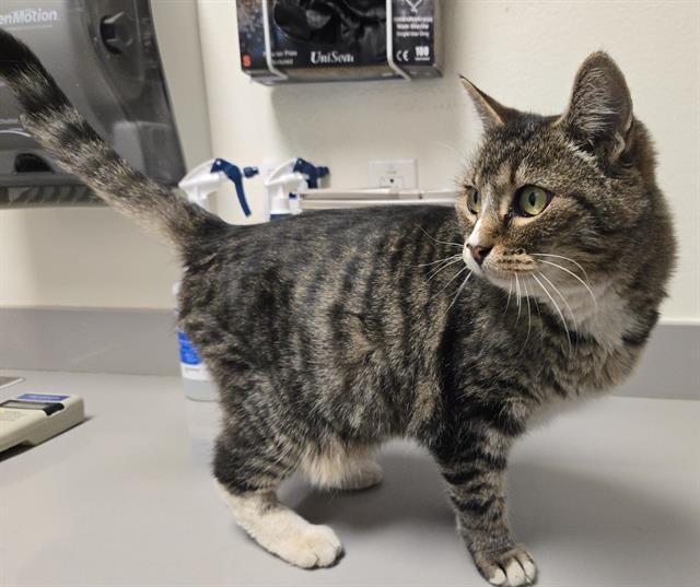 Shelter Stray Female Cat last seen MCELROY RD, 11232 B Ave, Auburn, CA 95603, USA
