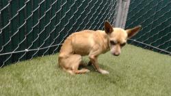 Shelter Stray Male Dog last seen , 11258 Garfield Ave, Downey, CA 90242, USA