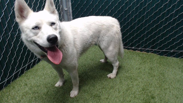 Shelter Stray Female Dog last seen , 11258 Garfield Ave, Downey, CA 90242, USA