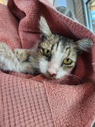 Shelter Stray Female Cat last seen TREKELL RD, 1150 11 Mile Corner, Casa Grande, AZ 85194, USA