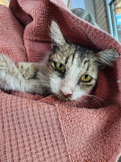 Shelter Stray Female Cat last seen TREKELL RD, 1150 11 Mile Corner, Casa Grande, AZ 85194, USA