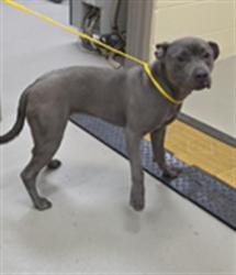 Shelter Stray Female Dog last seen , 232 Eslinger Way, Sanford, FL 32773, USA