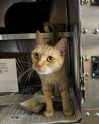 Shelter Stray Female Cat last seen , West Valley Animal Shelter, 20655 Plummer St, Chatsworth, CA 91311, USA