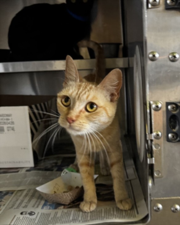 Shelter Stray Female Cat last seen , West Valley Animal Shelter, 20655 Plummer St, Chatsworth, CA 91311, USA