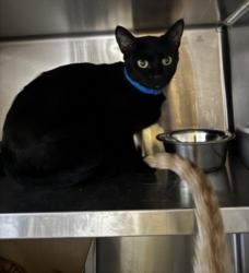 Shelter Stray Female Cat last seen , West Valley Animal Shelter, 20655 Plummer St, Chatsworth, CA 91311, USA