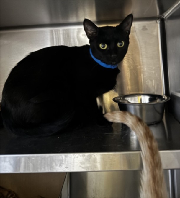 Shelter Stray Female Cat last seen , West Valley Animal Shelter, 20655 Plummer St, Chatsworth, CA 91311, USA