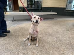 Shelter Stray Female Dog last seen , 3201 Lacy St, Los Angeles, CA 90031, USA