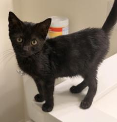 Shelter Stray Female Cat last seen CHARLOTTE, 8315 Byrum Dr, Charlotte, NC 28217, USA
