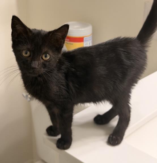 Shelter Stray Female Cat last seen CHARLOTTE, 8315 Byrum Dr, Charlotte, NC 28217, USA