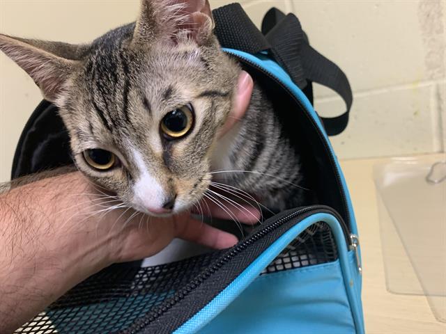 Shelter Stray Male Cat last seen ROUNDTREE CT & FLORIN RD, 2127 Front St, Sacramento, CA 95818, USA