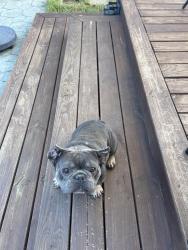 Found/Stray Male Dog last seen Timberlane neighborhood, Spring, TX 77373
