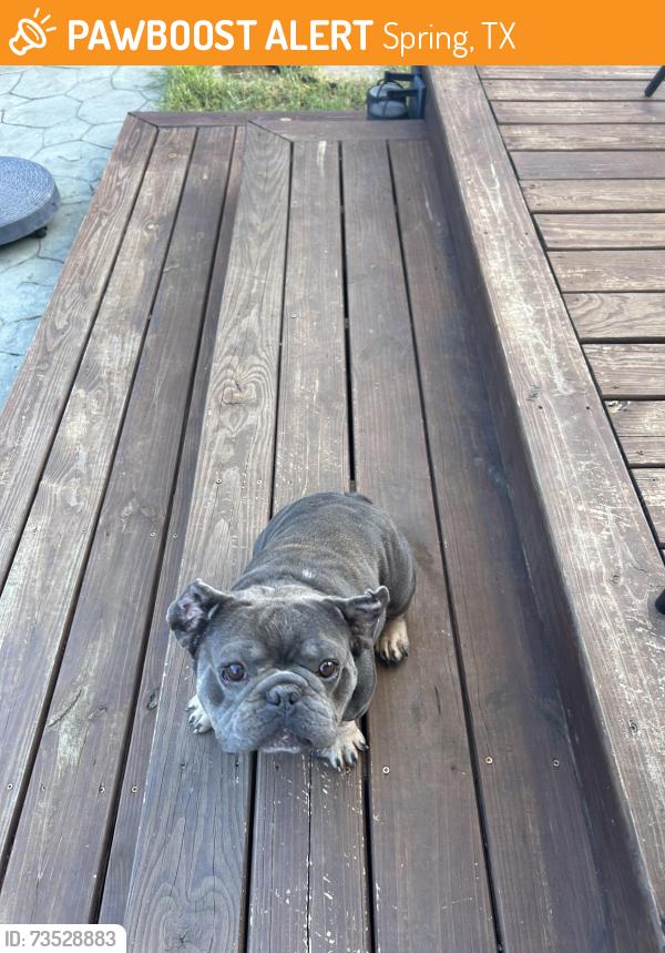 Found/Stray Male Dog last seen Timberlane neighborhood, Spring, TX 77373