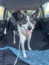 Reunited Male Dog last seen Highland Road, Penn Hills Municipality, PA 15235