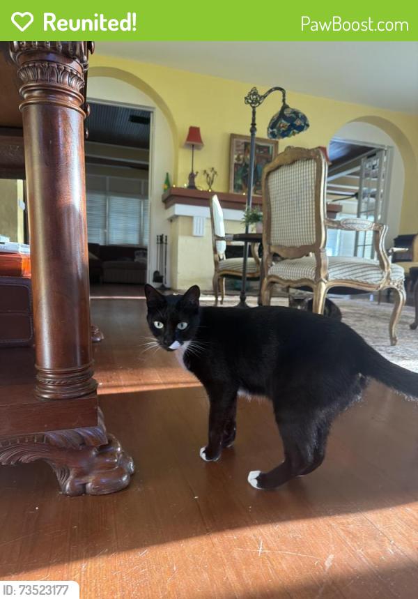 Reunited Female Cat last seen Seen under our hse, Merritt Island, FL 32952