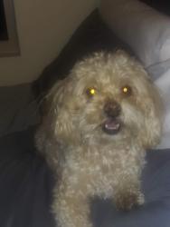 Lost Male Dog last seen Kagel Cyn St, Los Angeles, CA 91342