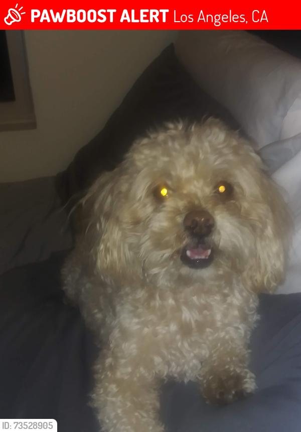 Lost Male Dog last seen Kagel Cyn St, Los Angeles, CA 91342