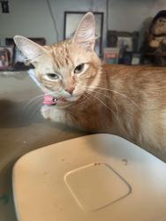Lost Female Cat last seen Westridge, Kansas City, MO 64133