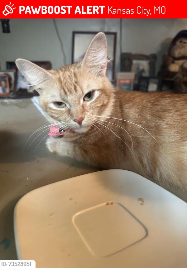 Lost Female Cat last seen Westridge, Kansas City, MO 64133