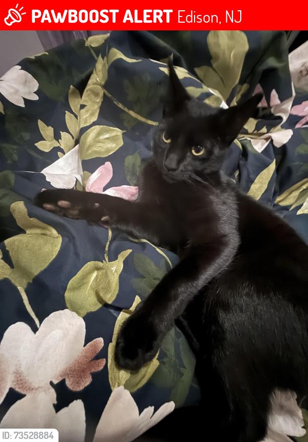 Lost Male Cat last seen Woodbridge ave, Edison, NJ 08837