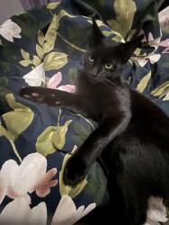 Lost Male Cat last seen Woodbridge ave, Edison, NJ 08837