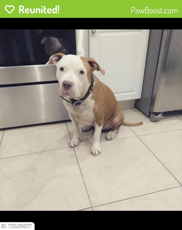 Reunited Female Dog last seen Neighbood near Cape Alliance Church, Skyline and Cape Coral Pkwy. 45th and 6th Ave, Cape Coral, FL 33914