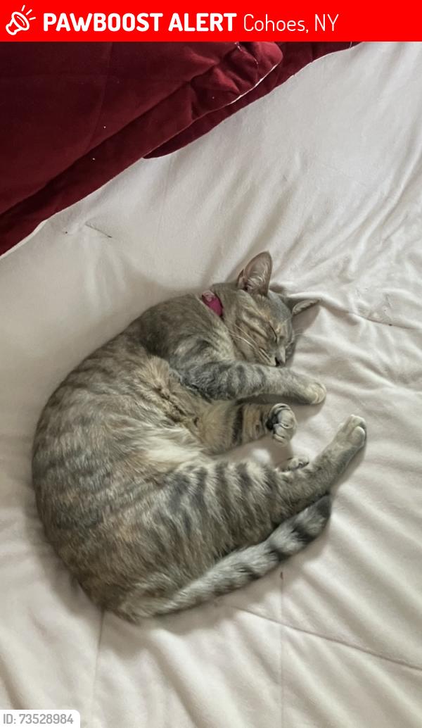 Lost Female Cat last seen Columbia st ext and Johnson rd, Cohoes, NY 12047