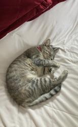 Lost Female Cat last seen Columbia st ext and Johnson rd, Cohoes, NY 12047