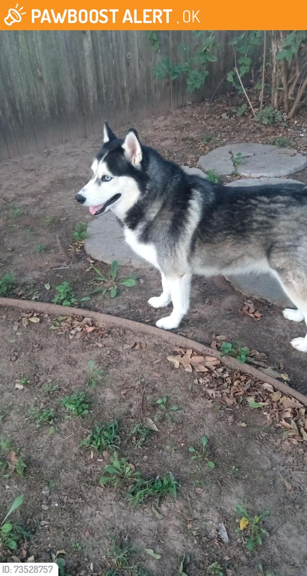 Found/Stray Male Dog last seen Langley/Disney Oklahoma, Afton, OK 74331