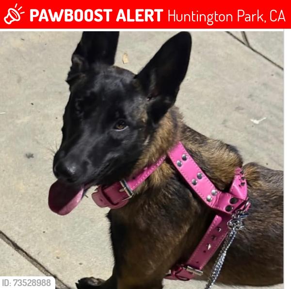 Lost Female Dog last seen Ran away at tow yard, Huntington Park, CA 90255