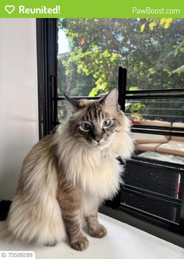 Reunited Male Cat last seen Lafayette and Lewis, Brooklyn, NY 11221