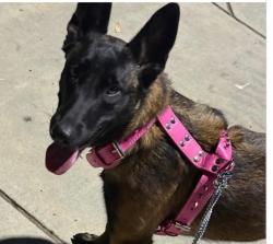 Lost Female Dog last seen Ran away at tow yard, Huntington Park, CA 90255